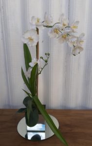 cachepo espelhado